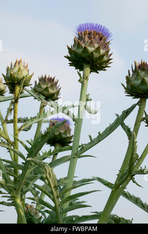 Die lila Blüte von einer Karde zeichnet sich gegen den Himmel mit seinem großen stacheligen Laub im Blick Stockfoto