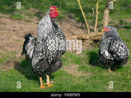 Silber-geschnürt Wyandotte männlichen Freilandhaltung im Garten Stockfoto