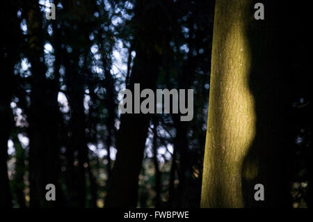 Ein Lichtstrahl, der Abend fällt Licht auf den Stamm eines alten Baumes in einem dichten Wald damit erstrahlen in Relief vor dem dunklen Hintergrund des Holzes im Schatten unter dem großen Vordach der Blätter und Zweige. Stockfoto