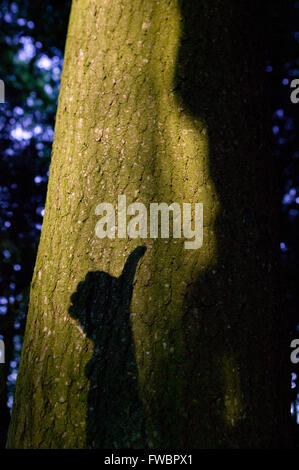 Ein Strahl des Abends Licht fällt auf den Stamm eines alten Baumes in einen dichten Wald, so dass es im Relief vor dem dunklen Hintergrund des Holzes erstrahlen, stimmen über den Stamm des Baumes ist der Schatten einer Personen-Hand macht die Geste oder Form allgemein bekannt, daß alles in Ordnung ist oder mit einem Daumen hoch Zeichen gut. Stockfoto