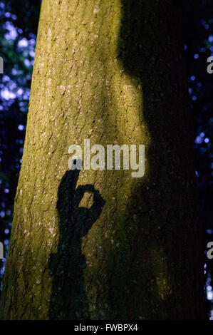 Ein Strahl des Abends Licht fällt auf den Stamm eines alten Baumes in einen dichten Wald, so dass es im Relief vor dem dunklen Hintergrund des Holzes erstrahlen, stimmen über den Stamm des Baumes ist der Schatten einer Personen-Hand macht die Geste oder Form allgemein bekannt, daß alles in Ordnung ist oder gut mit Daumen und Zeigefinger machen eine O-Form. Stockfoto