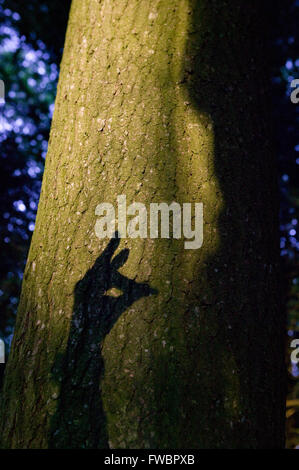 Ein Strahl des Abends Licht fällt auf den Stamm eines alten Baumes in einen dichten Wald, so dass es im Relief vor dem dunklen Hintergrund des Holzes erstrahlen Besetzung über den Stamm des Baumes ist der Schatten einer Personen-Hand macht die Geste oder die Form eines Kaninchens, wie Menschen tun, wenn sie Cretaing Shadoe Marionetten zum Spaß sind Stockfoto