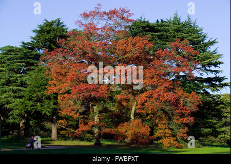 Das tiefe Rot, orange und gelb gefärbten Blätter eines Acer-Baum im Herbst oder im Herbst abheben in der späten Nachmittagssonne. Stockfoto