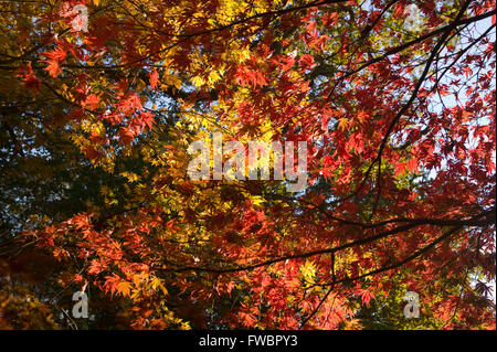 Das tiefe Rot, orange und gelb gefärbten Blätter eines Acer-Baum im Herbst oder im Herbst abheben in der späten Nachmittagssonne. Stockfoto