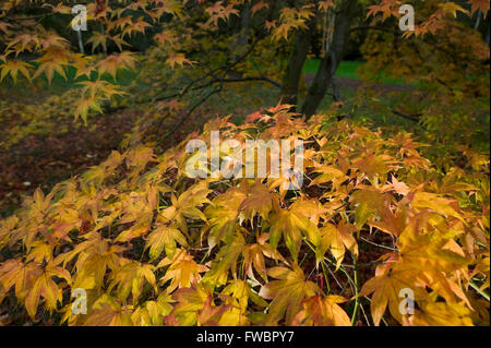 Das tiefe Rot, orange und gelb gefärbten Blätter eines Acer-Baum im Herbst oder im Herbst abheben in der späten Nachmittagssonne. Stockfoto