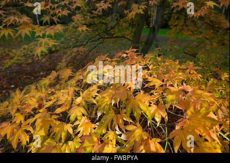 Das tiefe Rot, orange und gelb gefärbten Blätter eines Acer-Baum im Herbst oder im Herbst abheben in der späten Nachmittagssonne. Stockfoto