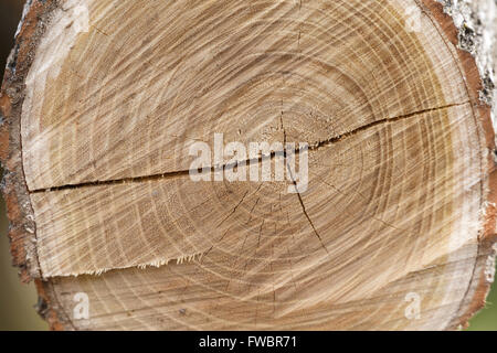 Querschnitt eines Baumstammes zeigt Jahresringe. Stockfoto