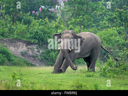 Elefant im natürlichen Lebensraum, Indien Stockfoto