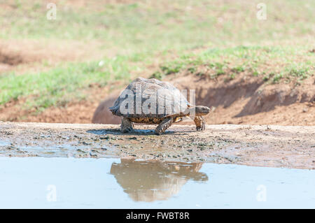 Eine Pantherschildkröte, Stigmochelys Pardalis, Wandern neben Wasser Stockfoto