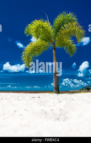 Eine einsame Palme an einem tropischen Strand mit blauem Himmel, Cairns Esplanade, Australien Stockfoto