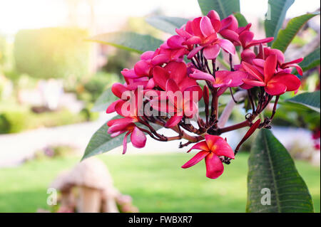 Plumeria oder Frangipani Blüten auf dem Baum im Sommerpark Stockfoto