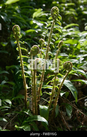 Ein Farn beginnt, seine Blätter in einer Waldlichtung Schecken von der Frühlingssonne zu entfalten. Stockfoto