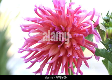 Nahaufnahme der vollen Blüte rosa Kaktus Dahlie vor weißem Hintergrund Stockfoto