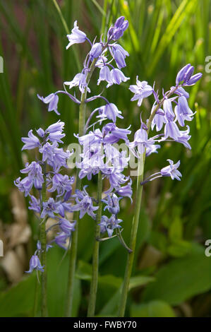 Ein kleines Büschel von Glockenblumen Grwing auf dem Waldboden im Vereinigten Königreich. Stockfoto