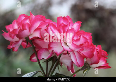 Doppelte Freude-Rosen in voller Blüte Stockfoto