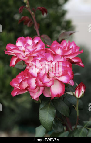 Doppelte Freude-Rosen in voller Blüte Stockfoto