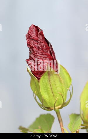 Hibiscus Moscheutos oder bekannt als Mitternacht Marvel Hibiskus Blütenknospe Stockfoto