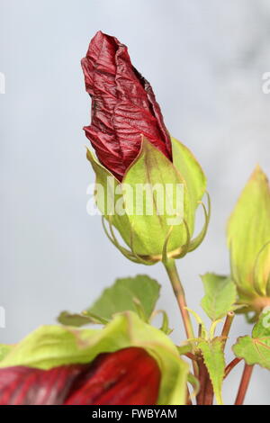 Hibiscus Moscheutos oder bekannt als Mitternacht Marvel Hibiskus Blütenknospe Stockfoto