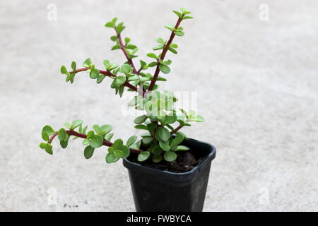 Geld Penny oder Jade Sukkulenten Stockfoto