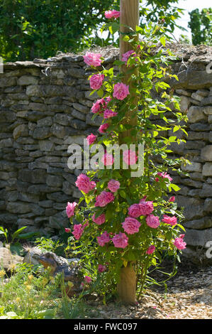 Rosa Rosen Klettern auf den Pol einer Garten Pergola in der Sommersonne. Stockfoto