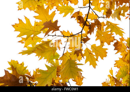 Tief farbigen Herbst oder Herbst Blätter an einem Ahornbaum in Großbritannien. Stockfoto