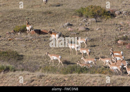 Pronghorn Antilope, Antilocapra Americana in der Prärie von Wyoming Stockfoto