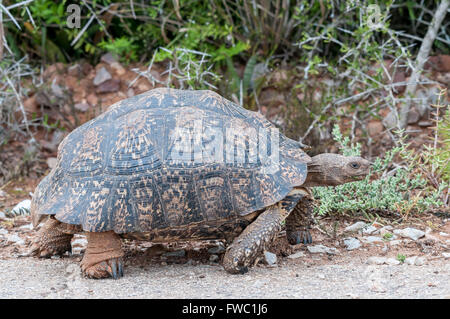 Eine Pantherschildkröte, Stigmochelys Pardalis, zu Fuß mit seinen Füßen deutlich sichtbar Stockfoto