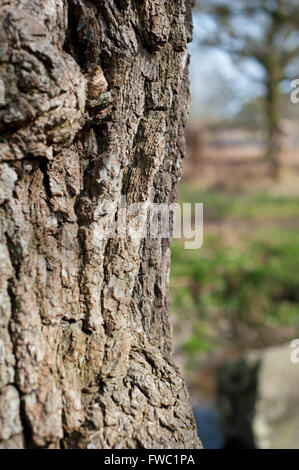 Bradgate Park, Leicestershire Frühjahr 2016 Stockfoto