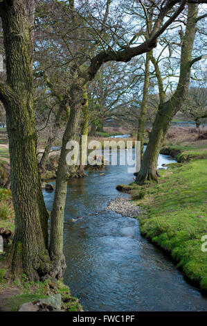 Bradgate Park, Leicestershire Frühjahr 2016 Stockfoto