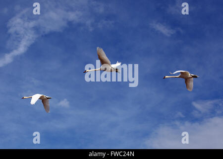 Drei schöne weiße Schwäne fliegen in einen blauen leicht bewölkten Himmel. Symbol für nordische Zusammenarbeit. Stockfoto