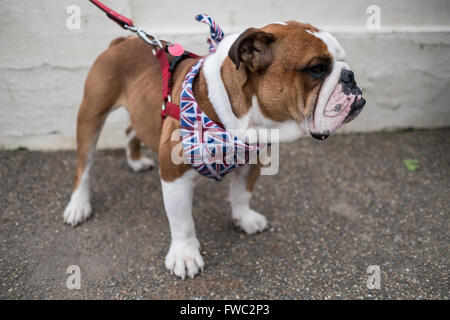 Bulldogge trägt ein Kopftuch britischen Union Jack Stockfoto