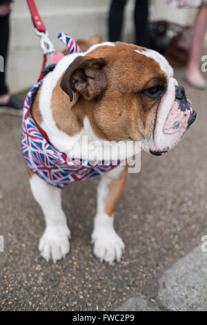 Bulldogge trägt ein Kopftuch britischen Union Jack Stockfoto