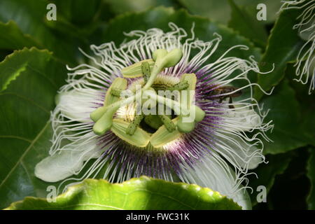 Biene auf einer Granadilla-Blume Stockfoto
