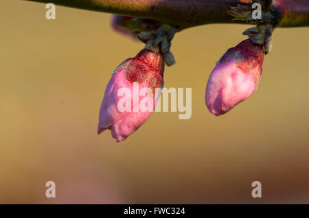 Pfirsichblüte im Frühjahr. Makroaufnahme. Stockfoto