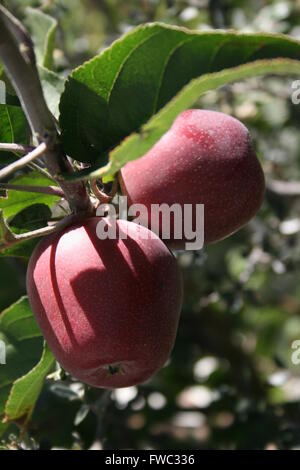 Rote Äpfel an einem Baum wachsen Stockfoto