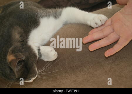 Katze mit Pfote auf die Hand des Kindes Stockfoto