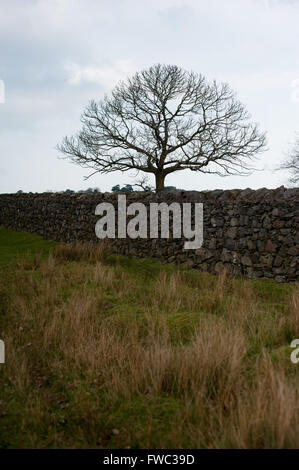 Bradgate Park, Leicestershire Frühjahr 2016 Stockfoto