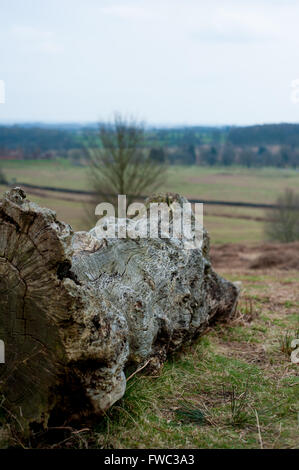 Bradgate Park, Leicestershire Frühjahr 2016 Stockfoto