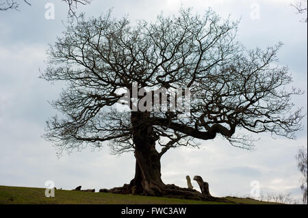 Bradgate Park, Leicestershire Frühjahr 2016 Stockfoto