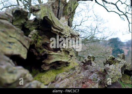 Bradgate Park, Leicestershire Frühjahr 2016 Stockfoto