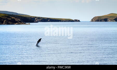 Eine Flasche Nase Delphin springt aus dem Wasser in der Nähe von Mwnt Strand, Cardigan Bay Stockfoto