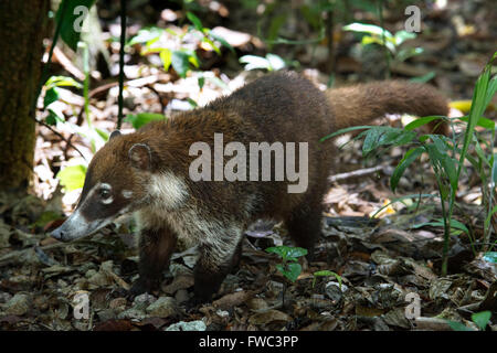 White-gerochene Nasenbär (Nasua Narica). Männliche weiße Nase Nasenbär sitzt ruhig in Tikal Ruinen. Stockfoto