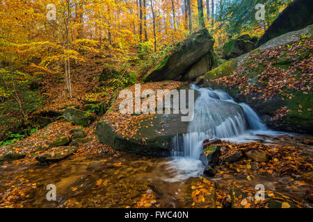 Bent laufen eilt vorbei an Herbstlaub auf dem Weg zu den Allegheny River, Warren Co., PA Stockfoto