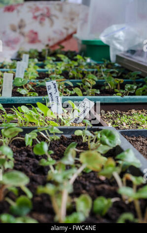 Samen Tabletts voller Setzlinge. Stockfoto