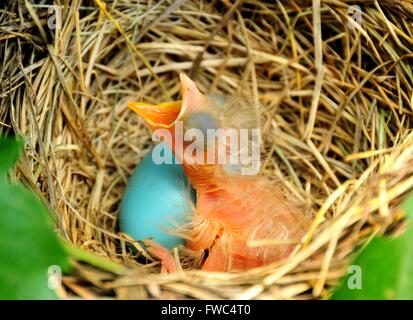 Ein American Robin Jungtier Aufruf für Lebensmittel in das Nest im Seedskadee National Wildlife Refuge 5. Juli 2014 in Sweetwater County, Wyoming. Stockfoto