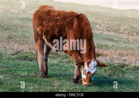 Hereford Kühe grasen auf ein offenes Feld. Stockfoto