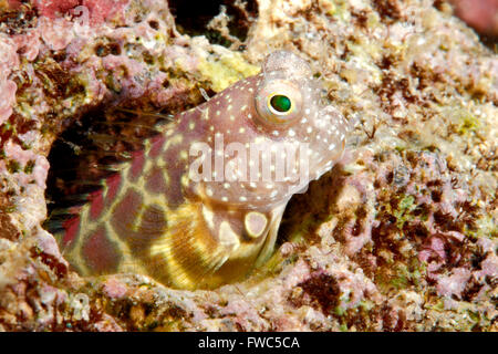 Segmentierte Blenny Salarias Segmentatus, spähte aus einem Loch im Riff. Stockfoto