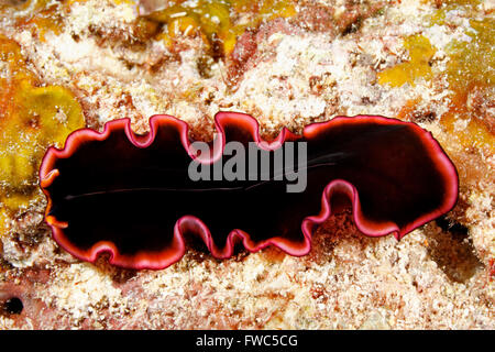 Marine Plattwurm, Pseudobiceros gloriosus, Krabbeln auf dem Riff unter Wasser. Stockfoto