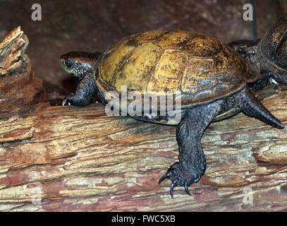 Südliche europäische Sumpfschildkröte oder Sumpfschildkröte (Emys Orbicularis) Stockfoto