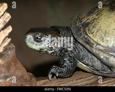 Südliche europäische Sumpfschildkröte oder Sumpfschildkröte (Emys Orbicularis) Stockfoto